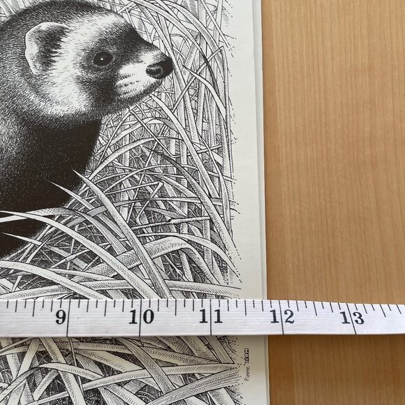 Vintage Illustrations of Small Wild Carnivores Found in France - Picture 8 of 9